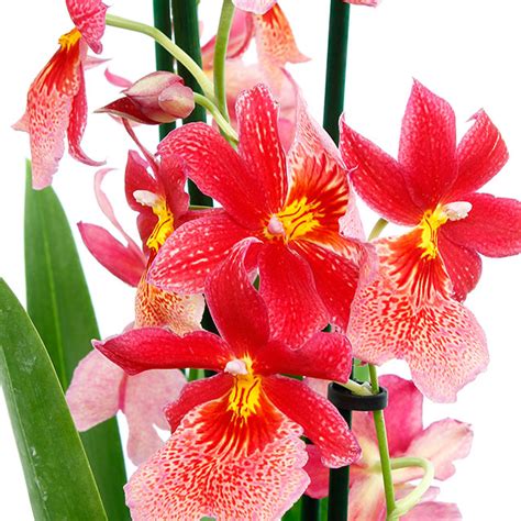 orchidee kopen jumbo